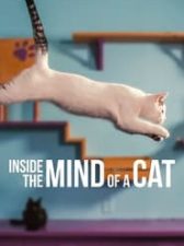 Inside the Mind of a Cat