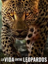La vida entre leopardos
