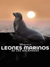 Los leones marinos de las Galápagos
