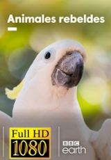 Animales Rebeldes – Temporada 1  Capitulos 1 al 3