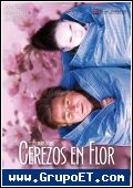 Cerezos en flor 
