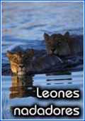 Leones nadadores 